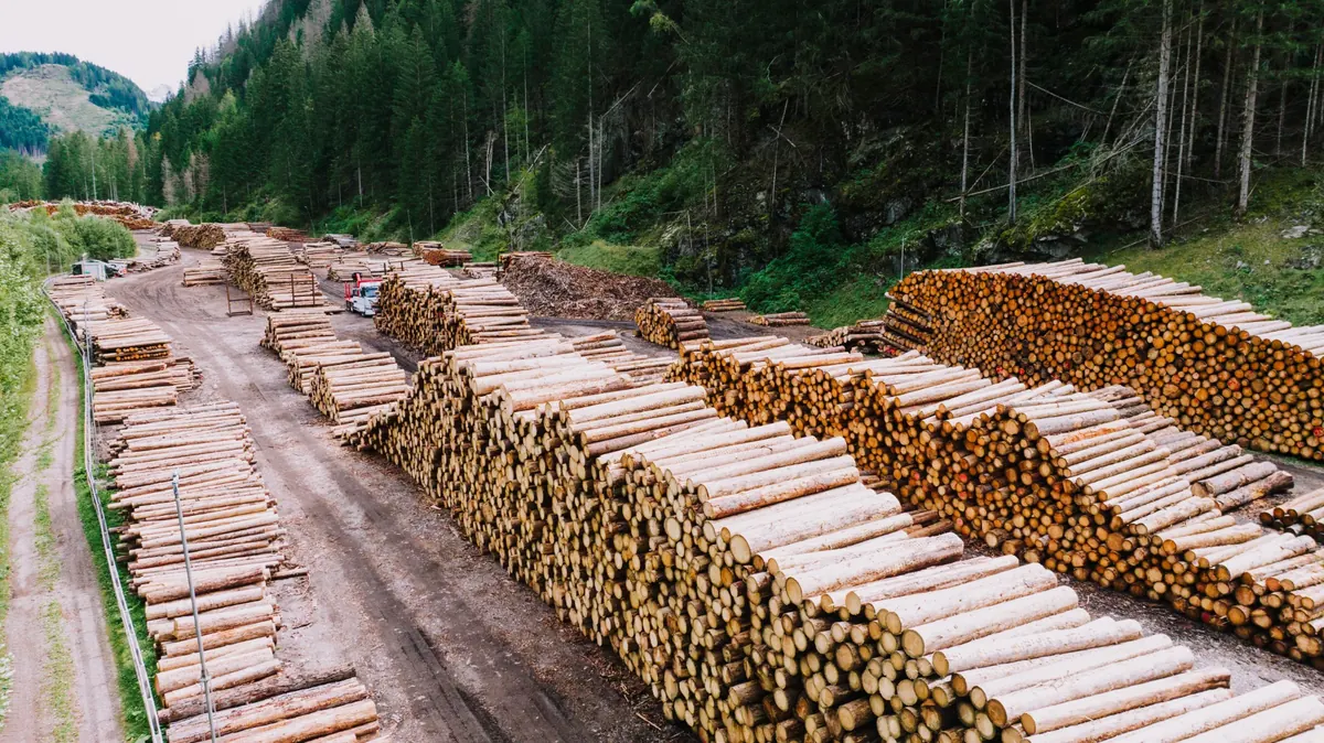 TERRAMARE_forest_biomass_Italy_Kelly_1200 Aerial view of stacked timber logs in an Alpine forest in Italy.